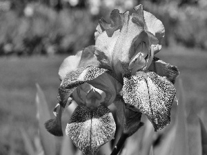 Colourfull Flowers, iris