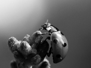 ladybird, Violet, Colourfull Flowers