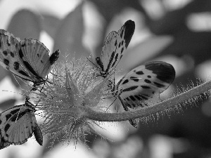 Colourfull Flowers, Leaf, Black, butterflies, orange