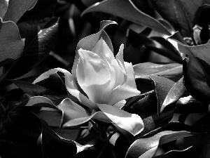 Leaf, Magnolia, Colourfull Flowers