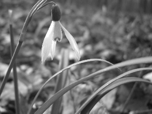 Leaf, snowdrops, Colourfull Flowers