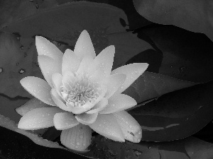 Lily, Leaf, Colourfull Flowers, water