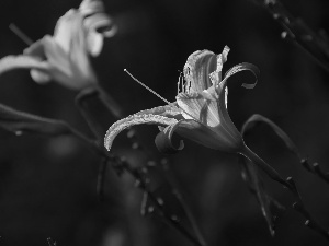 rods, Lily Garden, Colourfull Flowers