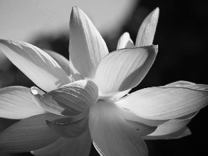 lotus, Pink, Colourfull Flowers