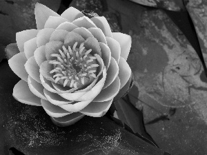 Colourfull Flowers, water-lily