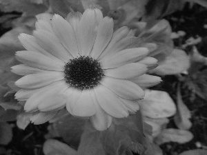 Colourfull Flowers, Marigold