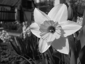 Colourfull Flowers, narcissus