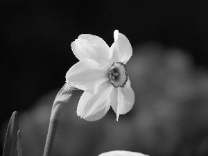 Colourfull Flowers, narcissus