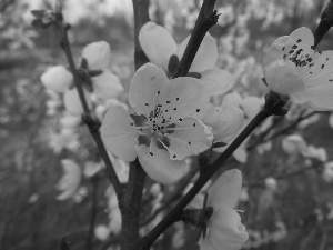 peach, Pink, Colourfull Flowers