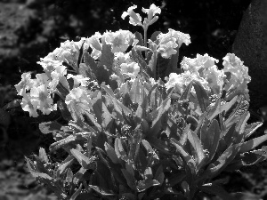 primrose, nature, Colourfull Flowers