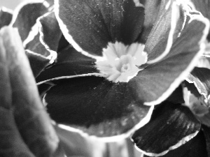 primrose, Violet, Colourfull Flowers