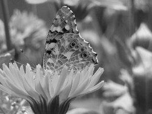 puffball, butterfly, Colourfull Flowers