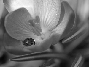 Colourfull Flowers, Spring, Violet, crocus, ladybird