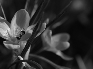 Colourfull Flowers, Spring, Yellow, crocus, wasp