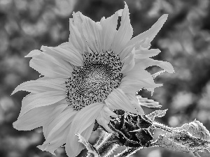 Colourfull Flowers, Sunflower