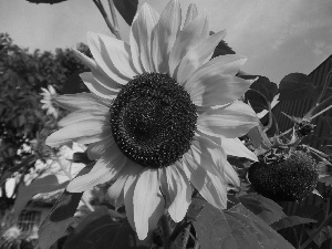 Colourfull Flowers, sunflower