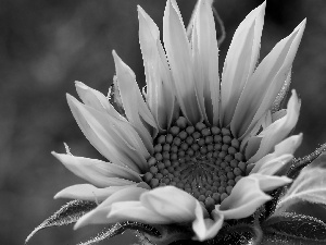 Colourfull Flowers, Sunflower