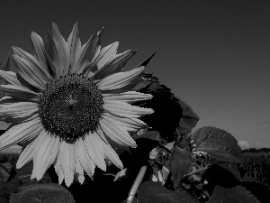 Colourfull Flowers, Sunflower