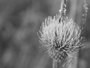 teasel, Pink, Colourfull Flowers