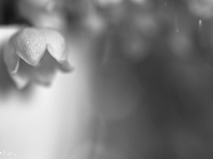 lily of the Valley, Colourfull Flowers, Spring, White