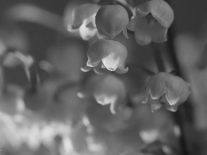 lily of the Valley, Colourfull Flowers, Spring, White