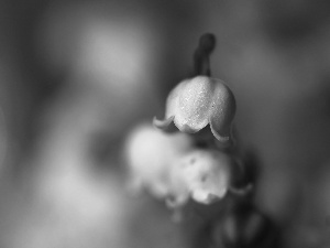 lily of the Valley, Colourfull Flowers, Spring, White