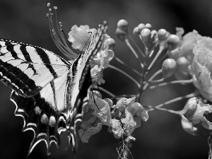 yellow, butterfly, Colourfull Flowers, Black