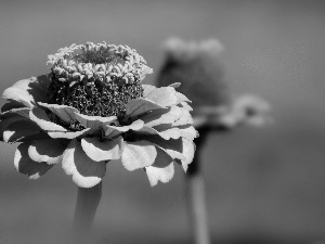 zinnia, nature, Colourfull Flowers