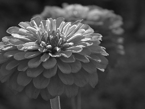 zinnia, nature, Colourfull Flowers