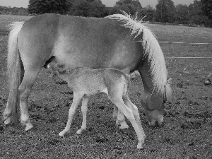 fence, small, Colt, Horse