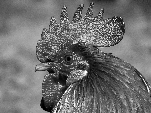 comb, Head, cock