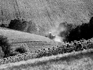 Nice sunflowers, Field, combine-harvester