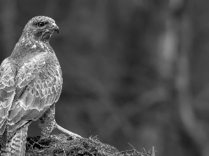 Common Buzzard, Bird