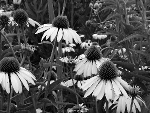 Flowers, echinacea