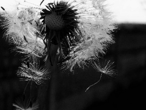 Common Dandelion