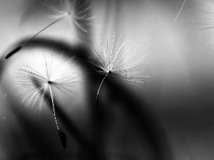 Common Dandelion, dandelion