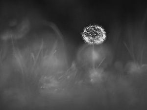 Common Dandelion, dandelion