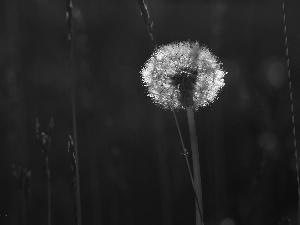 Common Dandelion, dandelion