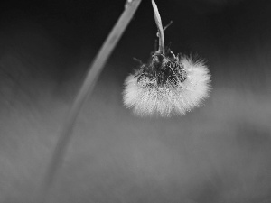 Common Dandelion, dandelion