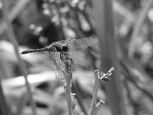 dragon-fly, Common Darter Dragonfly