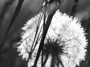 grass, puffball, common, Seeds