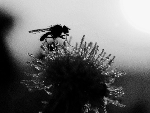 common, fly, puffball