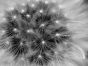 Seeds, dandelion, Common Dandelion