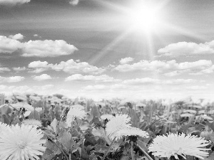 Spring, Sky, Common Dandelion, Meadow