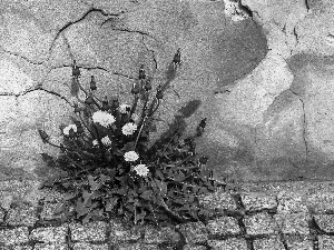 wall, puffball, common, causeway