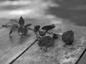 composition, roses, Bench