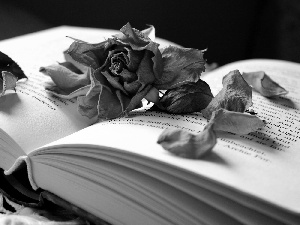 Book, flakes, composition, rose