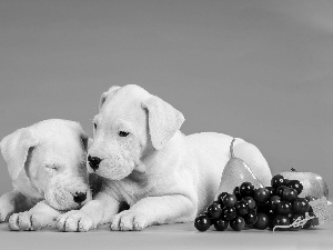 Fruits, puppies, Truck concrete mixer, Apple, Grapes, Bulteriery