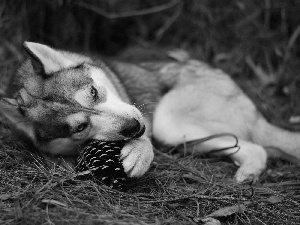 dog, resting, cone, Husky