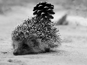 hedgehog, cone